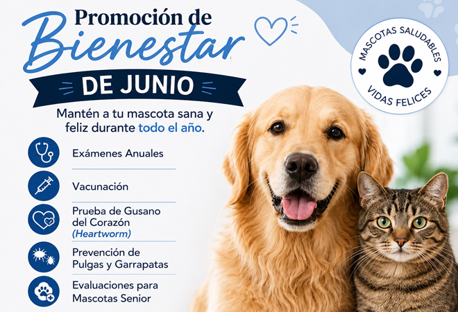 Promoción Junio 2026 Animal Hospital Hollywood