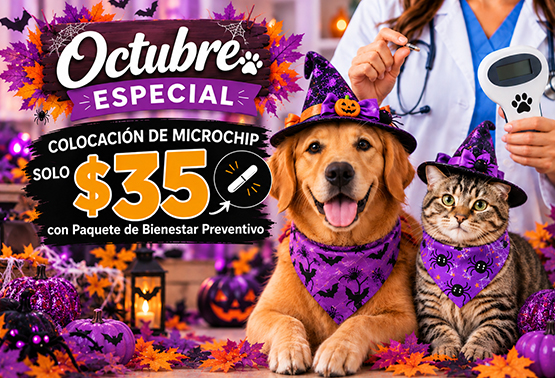 Promoción Octubre 2026 Animal Hospital Hollywood