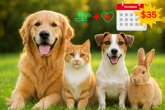 October Promotion 2025 Animal Hospital Hollywood